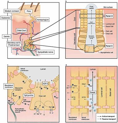 From Sudoscan to bedside: theory, modalities, and application of electrochemical skin conductance in medical diagnostics